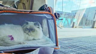 Cat in a carrier — Best pet accessories