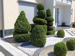 clipped boxwood and gravel front yard
