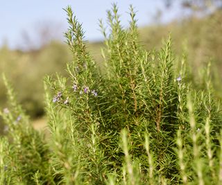 dutch blue rosemary growing in garden