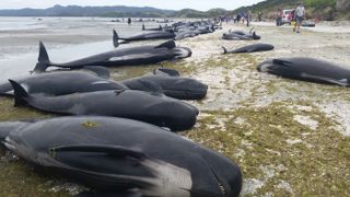 Hundreds of pilot whales stranded on Farewell Spit on the South Island of New Zealand today (Feb. 10, 2017).