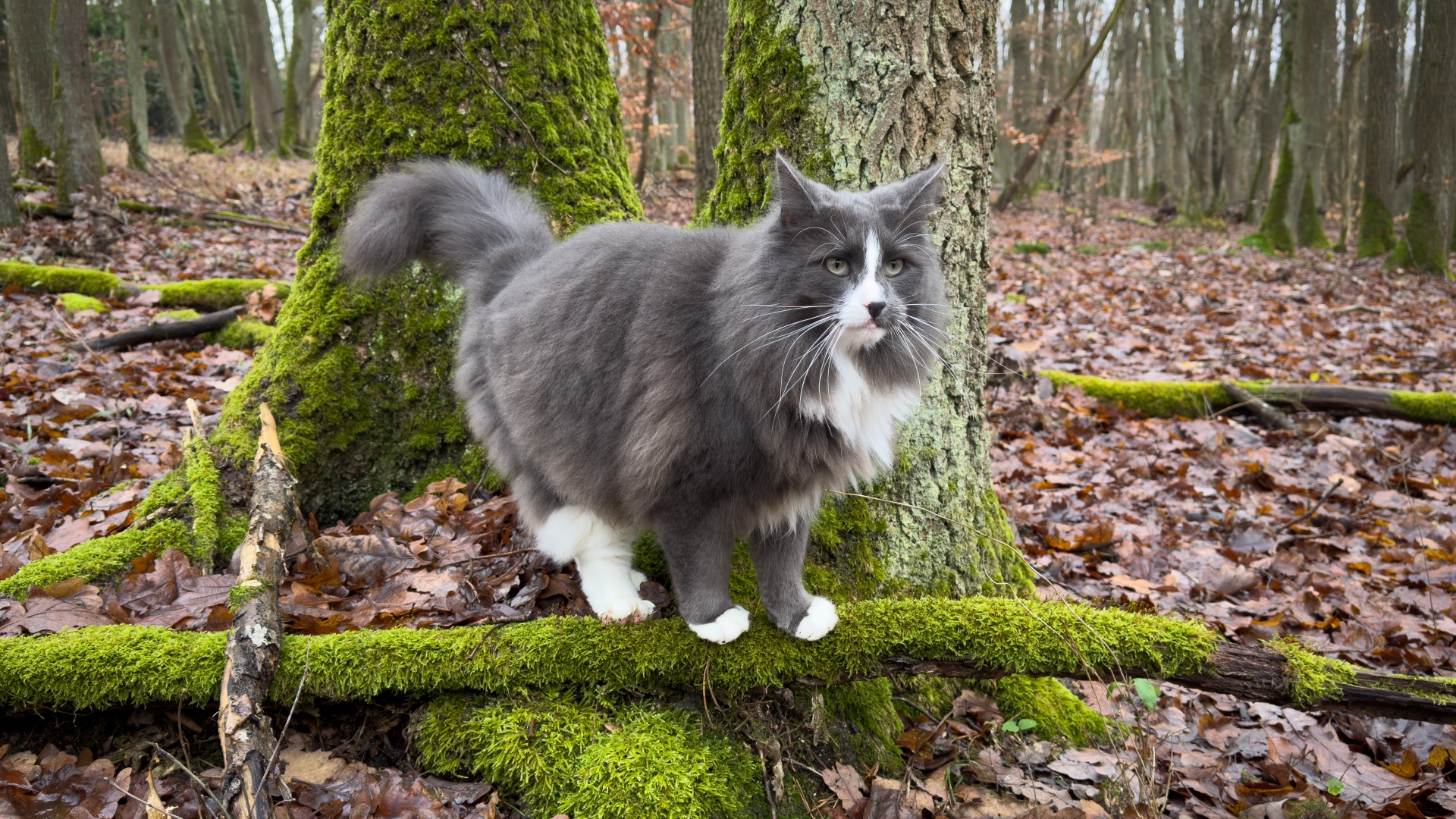 Norwegian forest cat