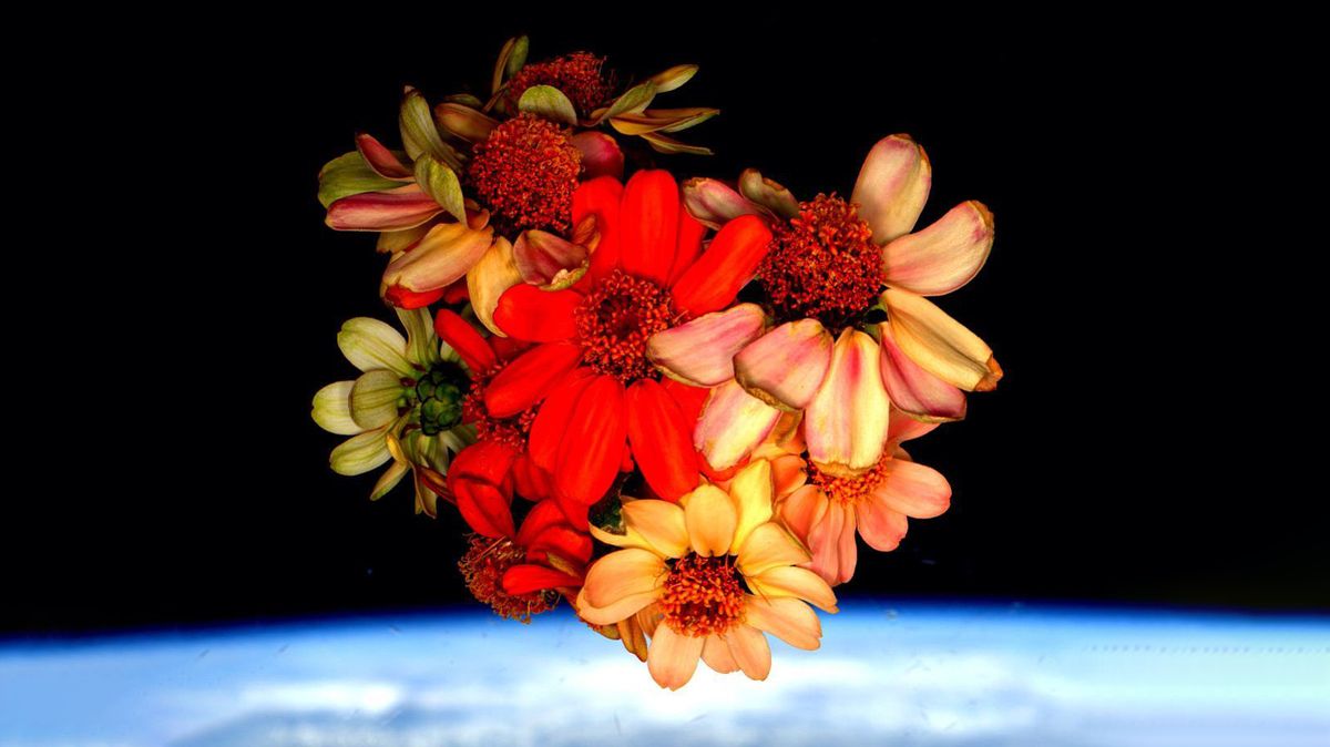 Dzisiejsze zdjęcie NASA przedstawia kosmiczny kwiat wyhodowany na Międzynarodowej Stacji Kosmicznej