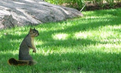 A wily squirrel (not pictured) that was allegedly chasing students around a Texas middle school was pepper sprayed by an officer as teenagers screamed, &amp;quot;Don&amp;#039;t spray him!&amp;quot;