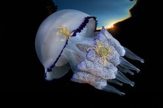 Pasquale Vassallo captured this image of crabs tending to a barrel, or frilly-mouthed, jellyfish in the Gulf of Naples, Italy.