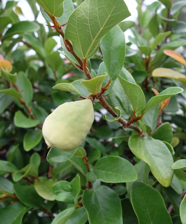 The best fig trees to grow indoors and out Homes & Gardens