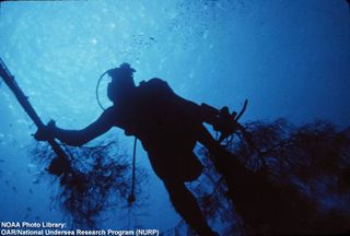 Diver carries samples to the surface.