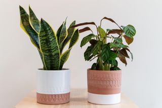 Snake plant and Peacock plant