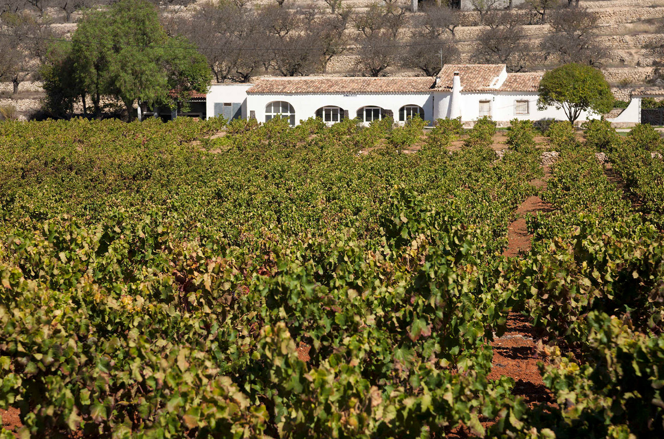 Vineyards in Vall de Pop near Alicante