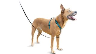 types of dog harnesses