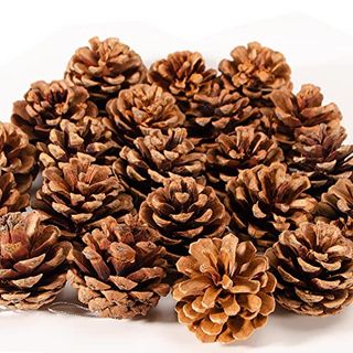 24pcs Natural Pine Cones 