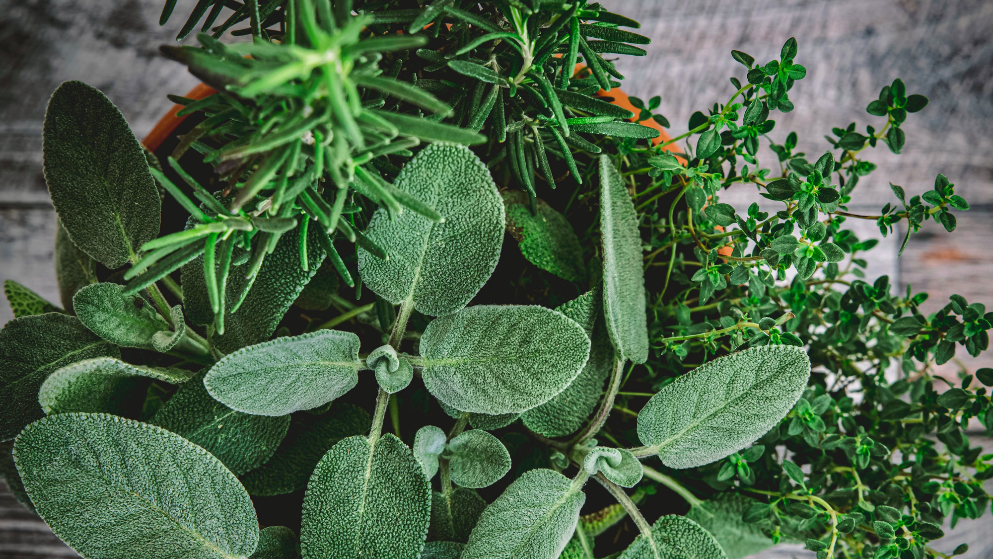 evergreen herbs in container with rosemary, thyme and sage