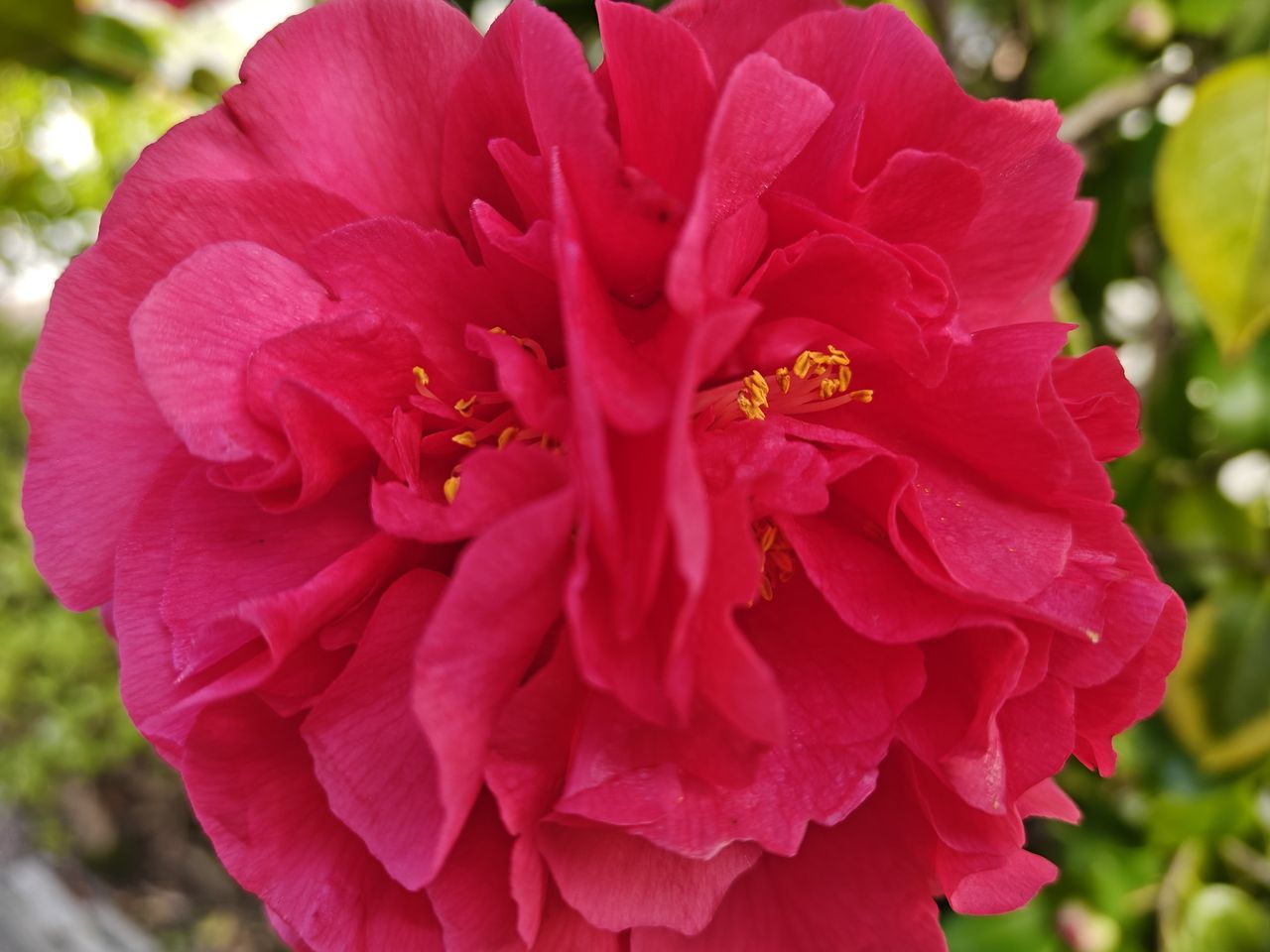 Photo of a camellia shot by a OnePlus 13R