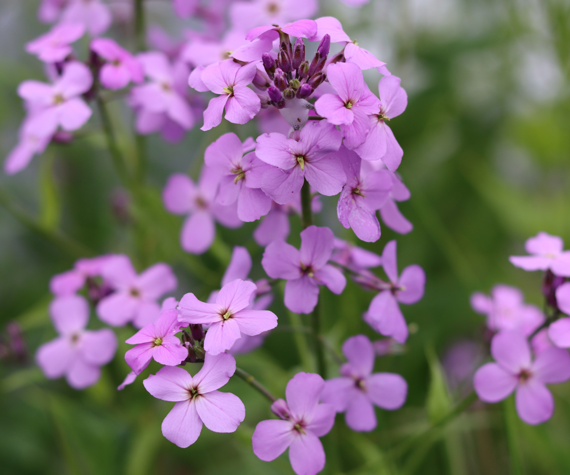 Close up of pink sweet rocket, dames rocket or hesperis matronalis