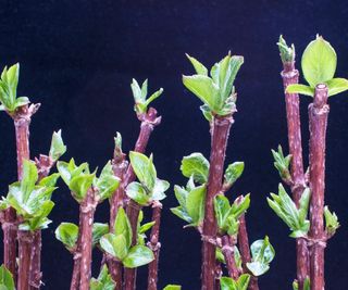 Weigela cuttings with green leaves shooting