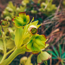 The stinking hellebore (Helleborus foetidus) is a garden perennial belonging to the buttercup family (Ranunculaceae) - stock photo