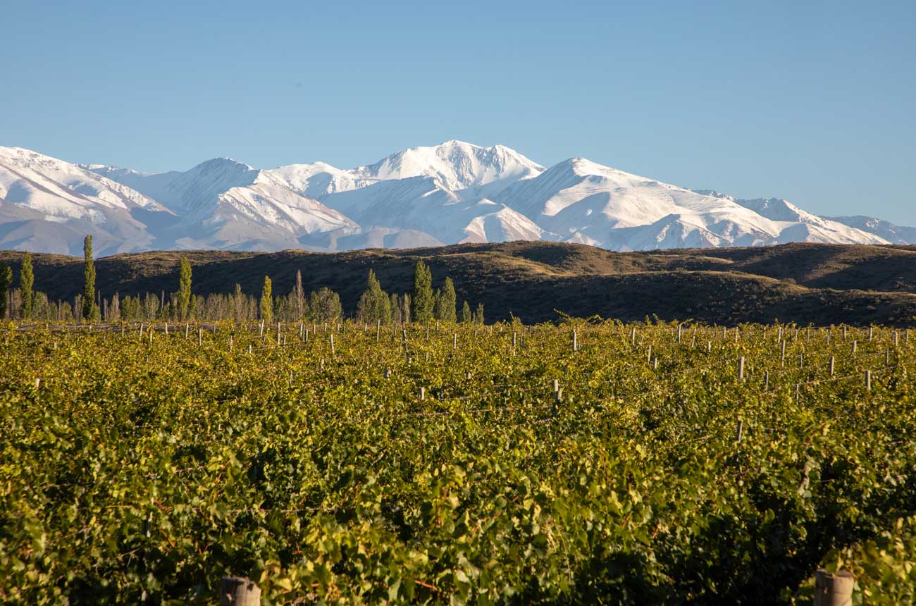Green-Vineyards-Snow-Covered-Mountains-Ph-Credit_-Catena-Zapata-WEB.jpg