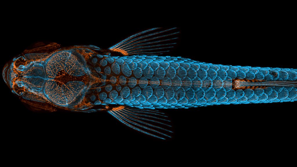 Glowing brains, fish embryos and a snail tongue taste success in microscopy photo contest