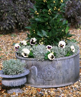 Fall planter ideas with white and purple pansies and evergreen tree