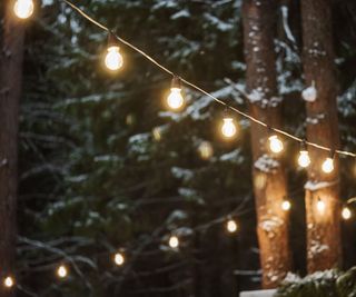 Festoon lights in winter trees