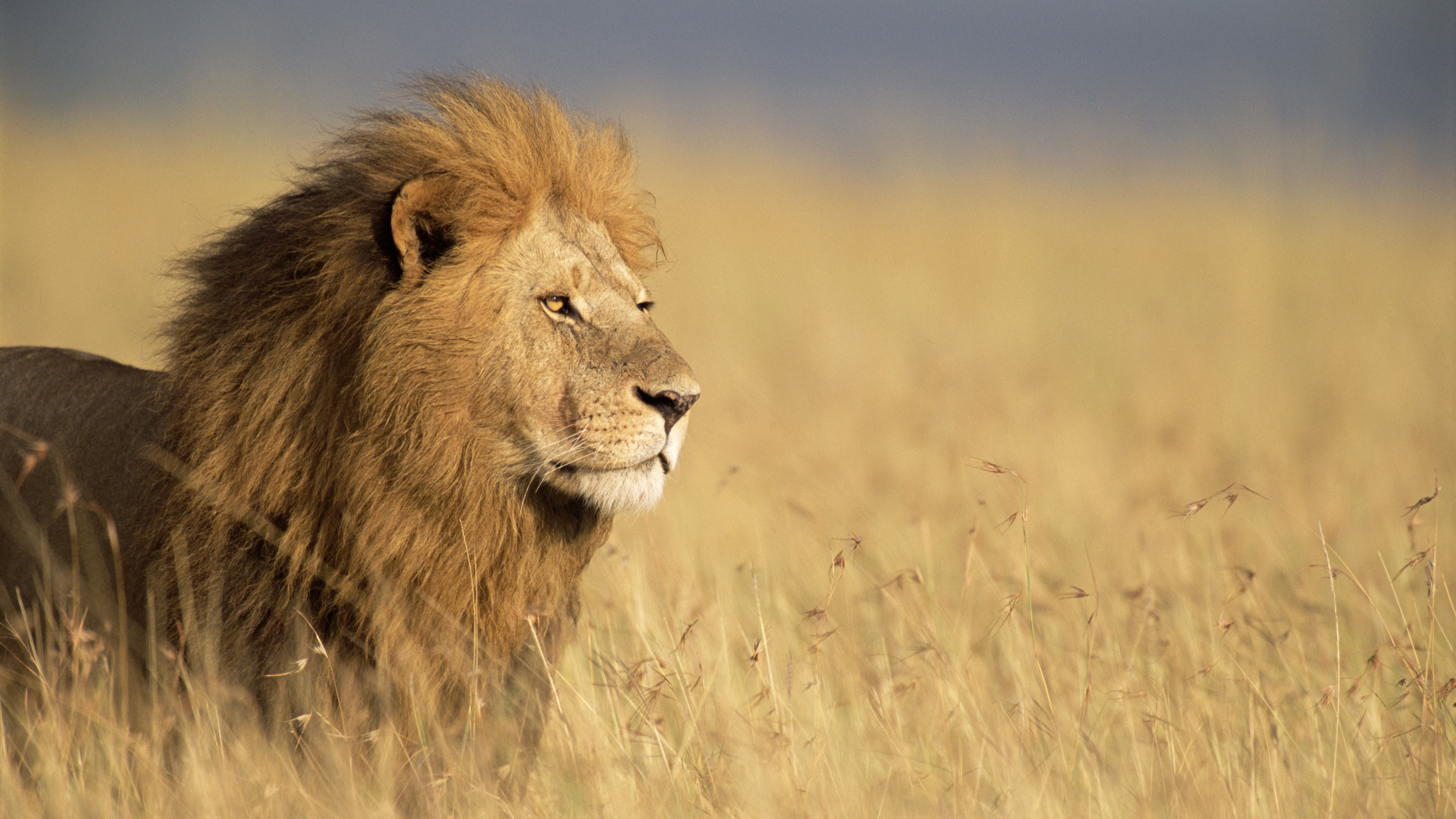 a lion with a large main standing in grassland on the left of the image