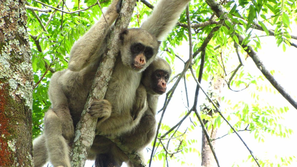 Photos The Monkeys Of Brazils Atlantic Forest Live Science