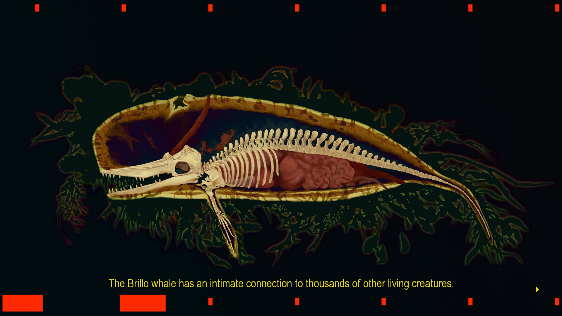 X-ray of Brillo Whale