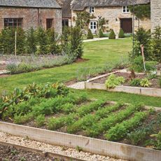 Wooden raised vegetable beds with vegetable plants in garden