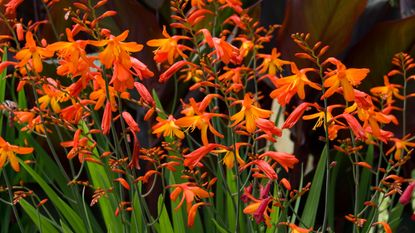 在夏季开花的James Coey crocosmia品种展示