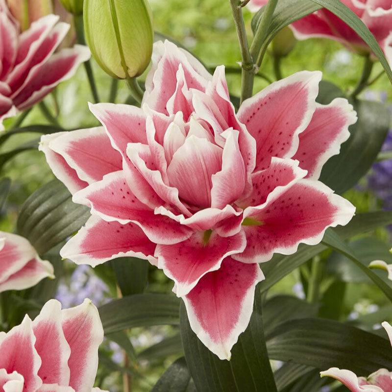 Roselily Bulbs - Samantha