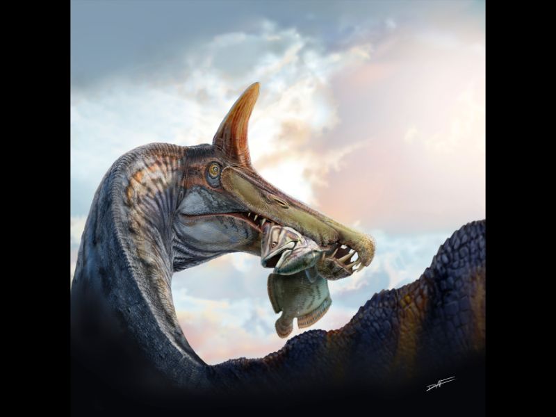An illustration of a single Spinosaurus dinosaur with an orange and red spike on its head and a silver fish in its long jaws.