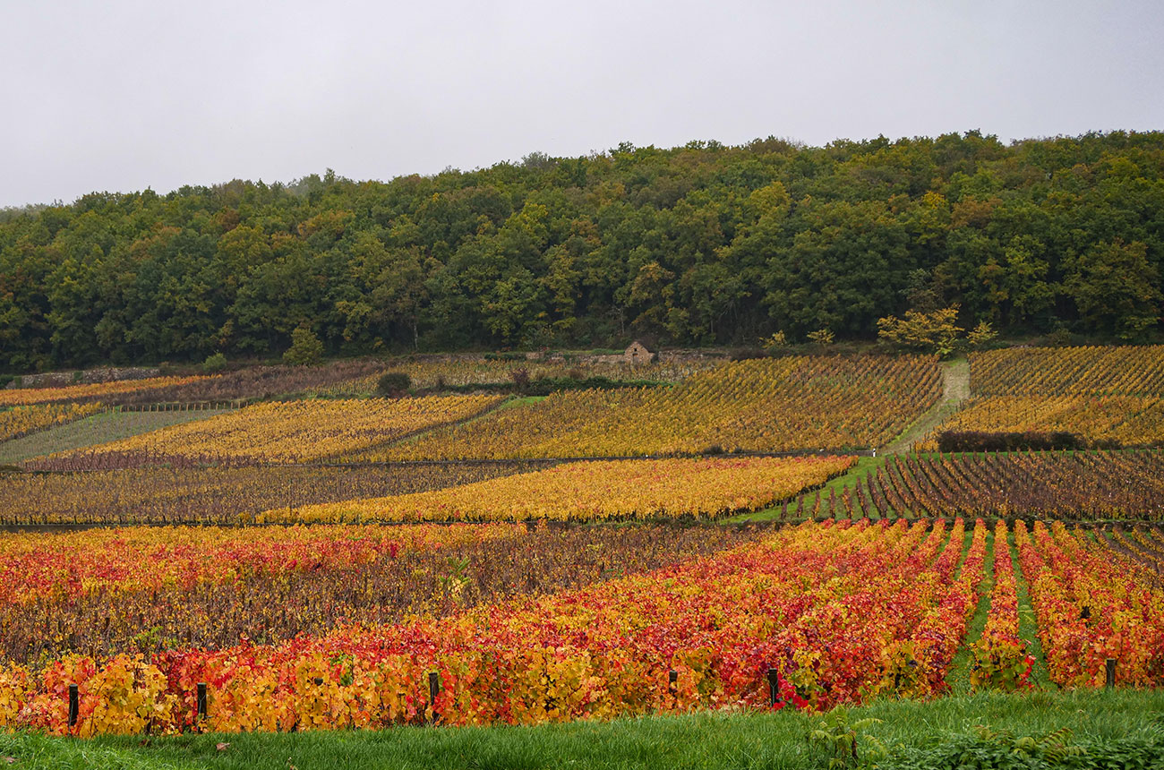Vineyards in autumn during Burgundy 2024 tastings