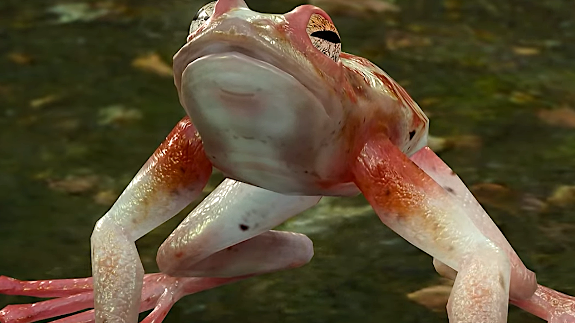 The Addled Frog from Baldur's Gate 3, a creature who can completely decimate your party if unprepared, despite just looking like a normal frog.