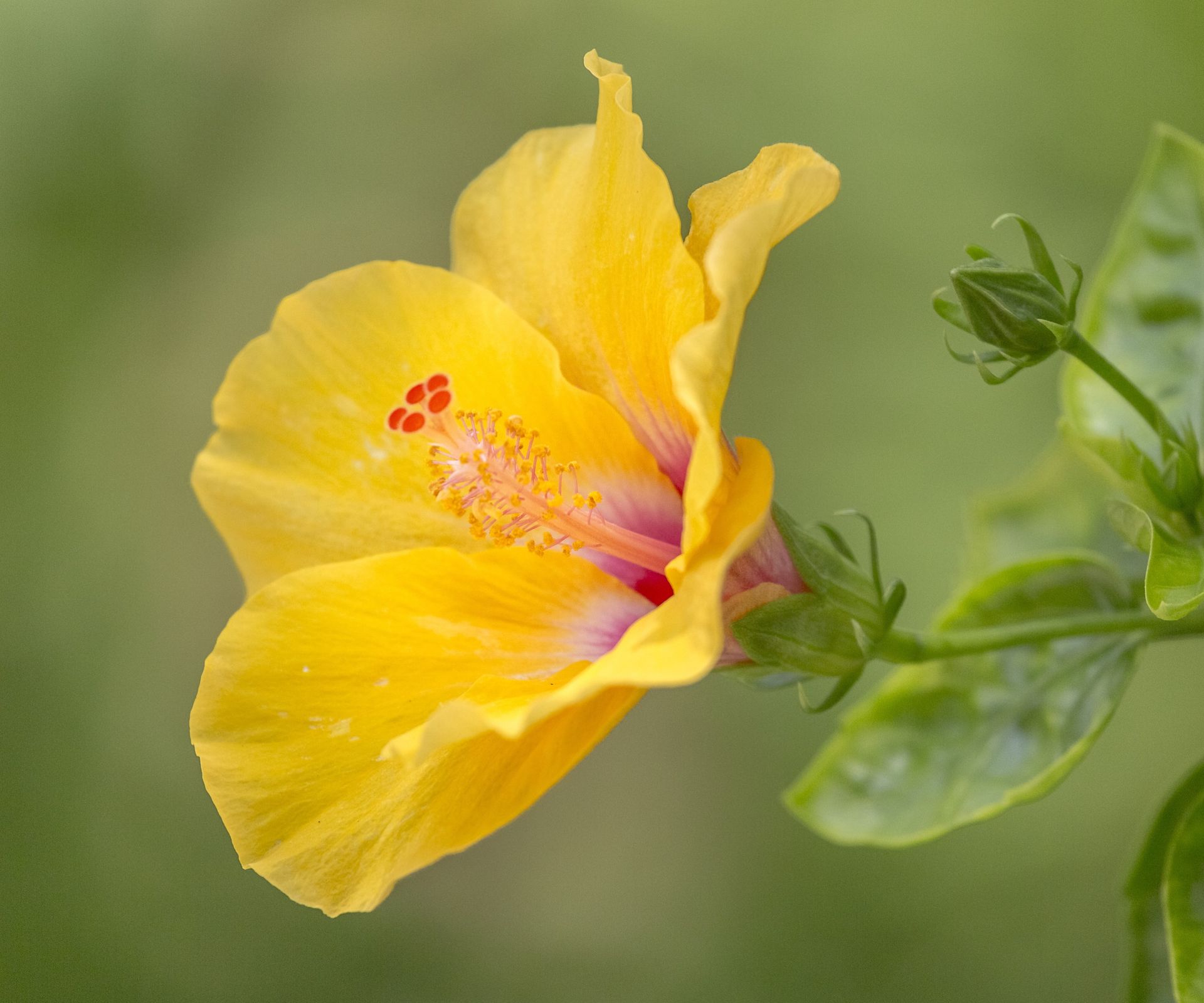 Hibiscus with yellow and pink flower