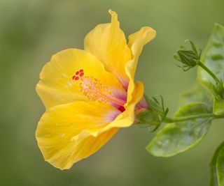 Hibiscus with yellow and pink flower