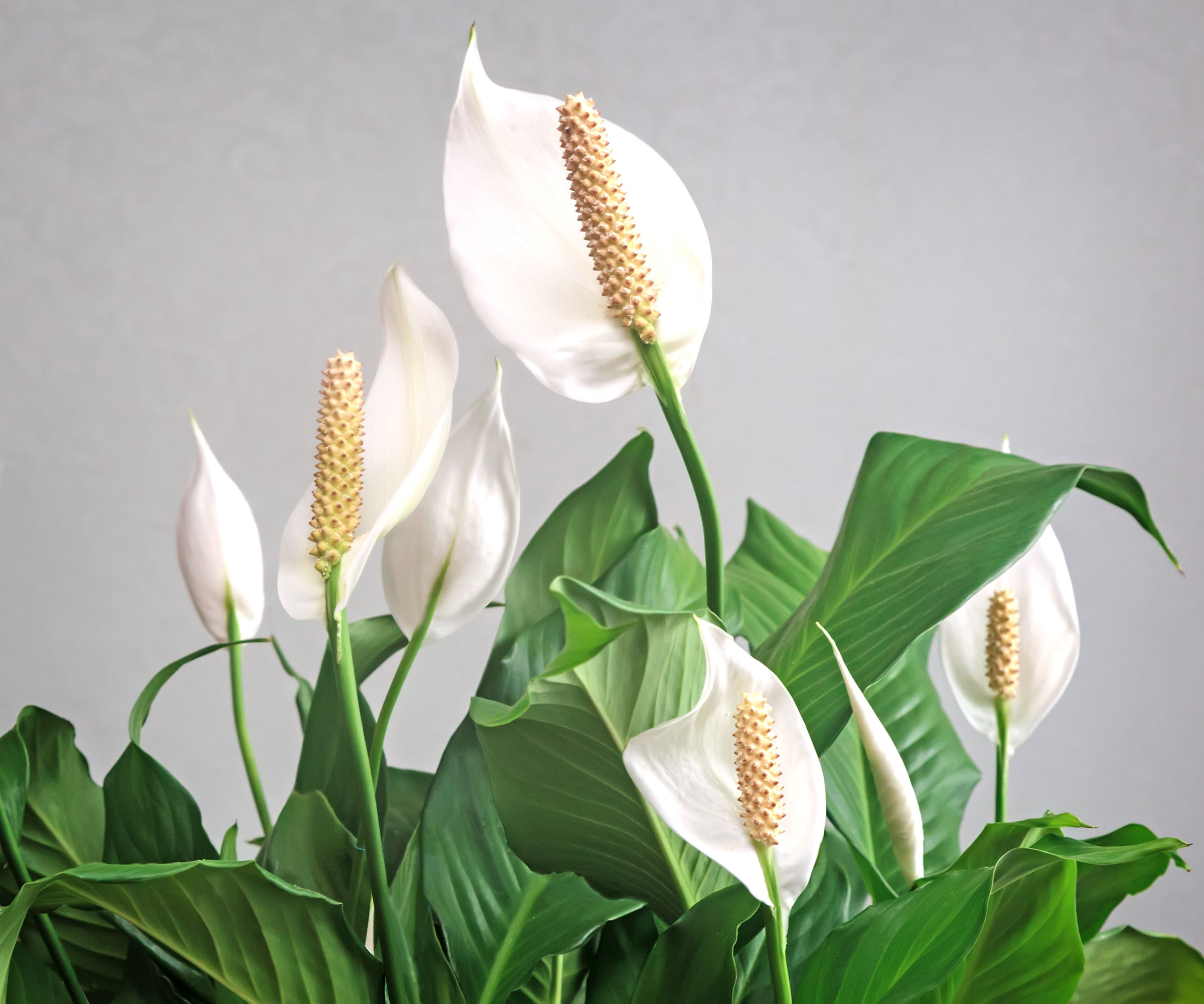 peace lily with green leaves and white blooms