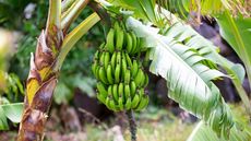 Banana tree fruiting