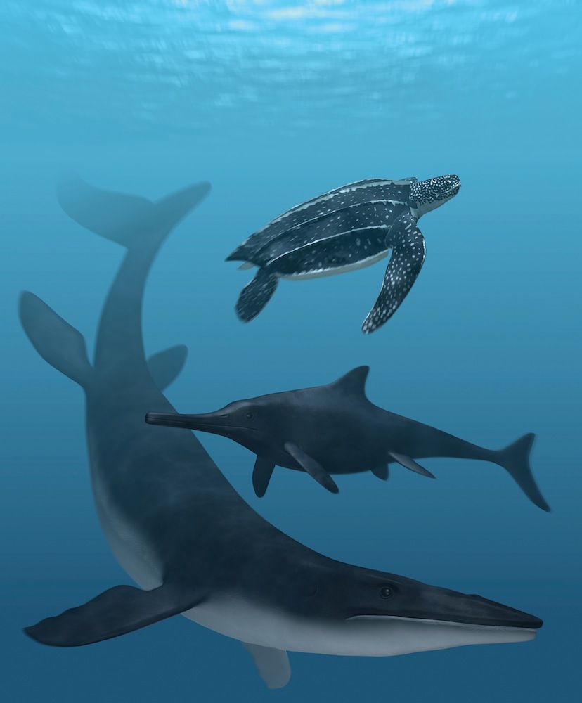 Artist impression of mosasaur, leatherback and ichthyosaur