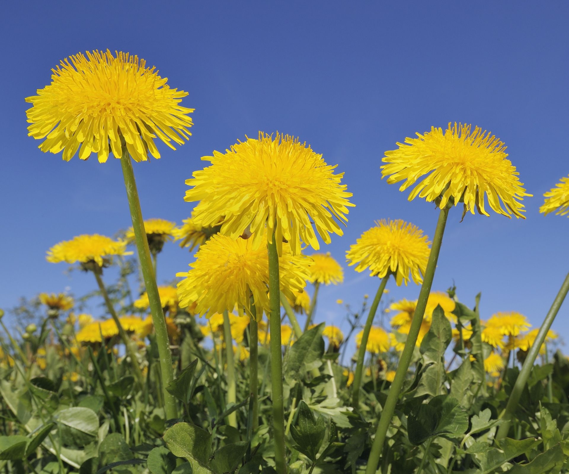 Dandelions flowers in a field