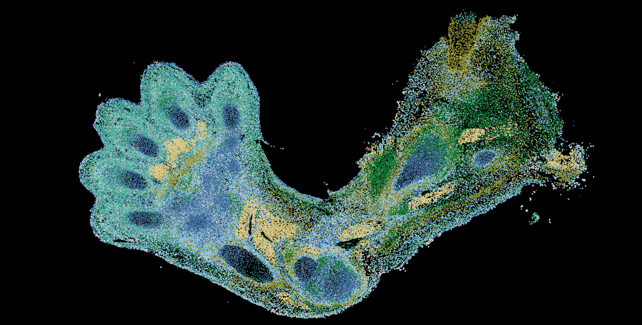 blue, green and yellow image of a developing human limb