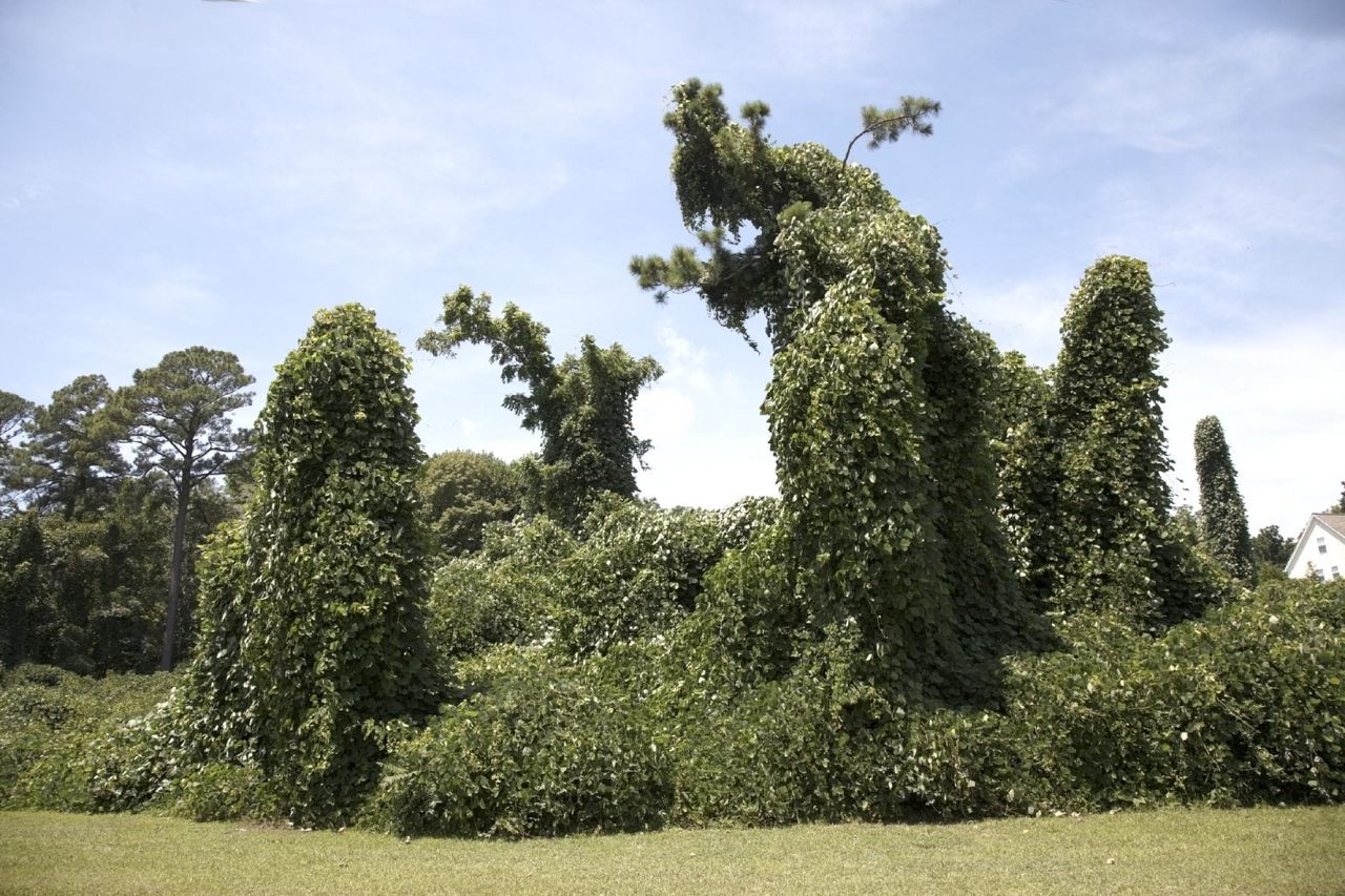 Large Shrub Like Trees