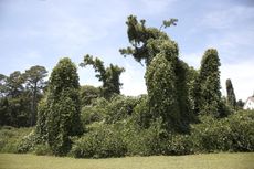 Large Shrub Like Trees