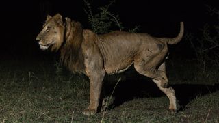 Ugandan lion Jacob with standing in the dark in shrubland with half of his leg missing