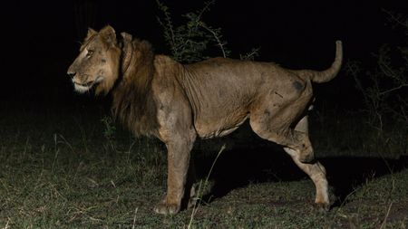 Ugandan lion Jacob with standing in the dark in shrubland with half of his leg missing