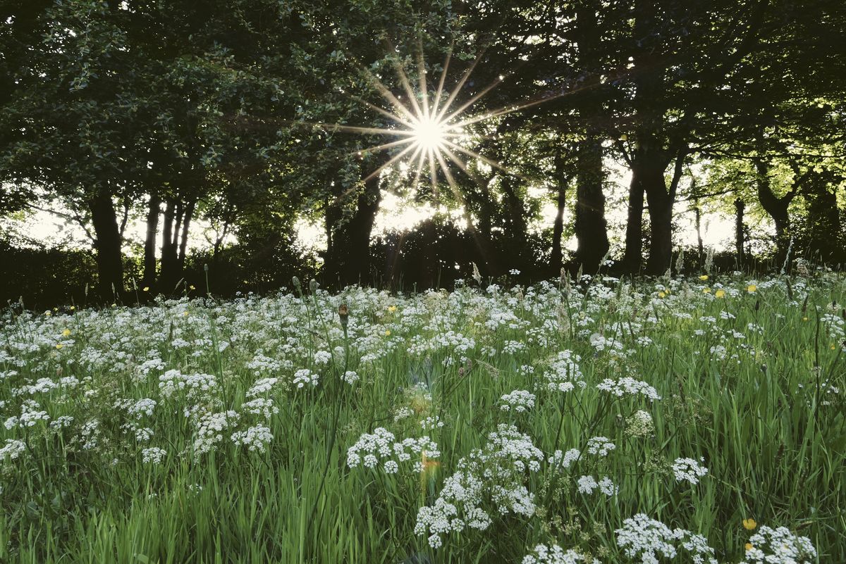 Sample image taken with the Panasonic Lumix L10; a wildflower meadow, with early sunlight bursting through trees