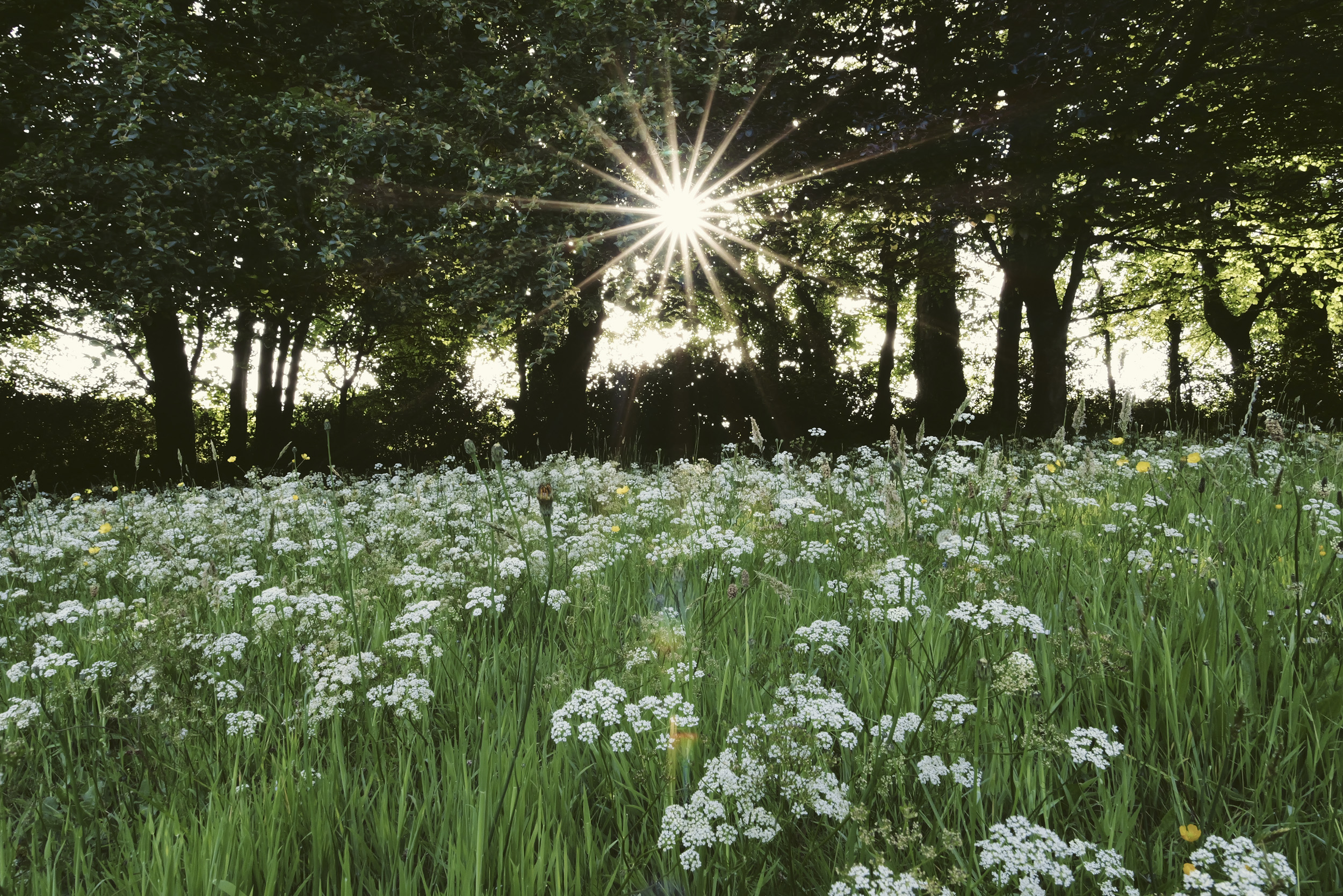 Sample image taken with the Panasonic Lumix L10; a wildflower meadow, with early sunlight bursting through trees