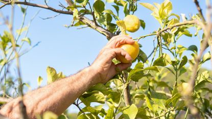 A hand picking a ripe lemon on a backyard tree on a sunny day