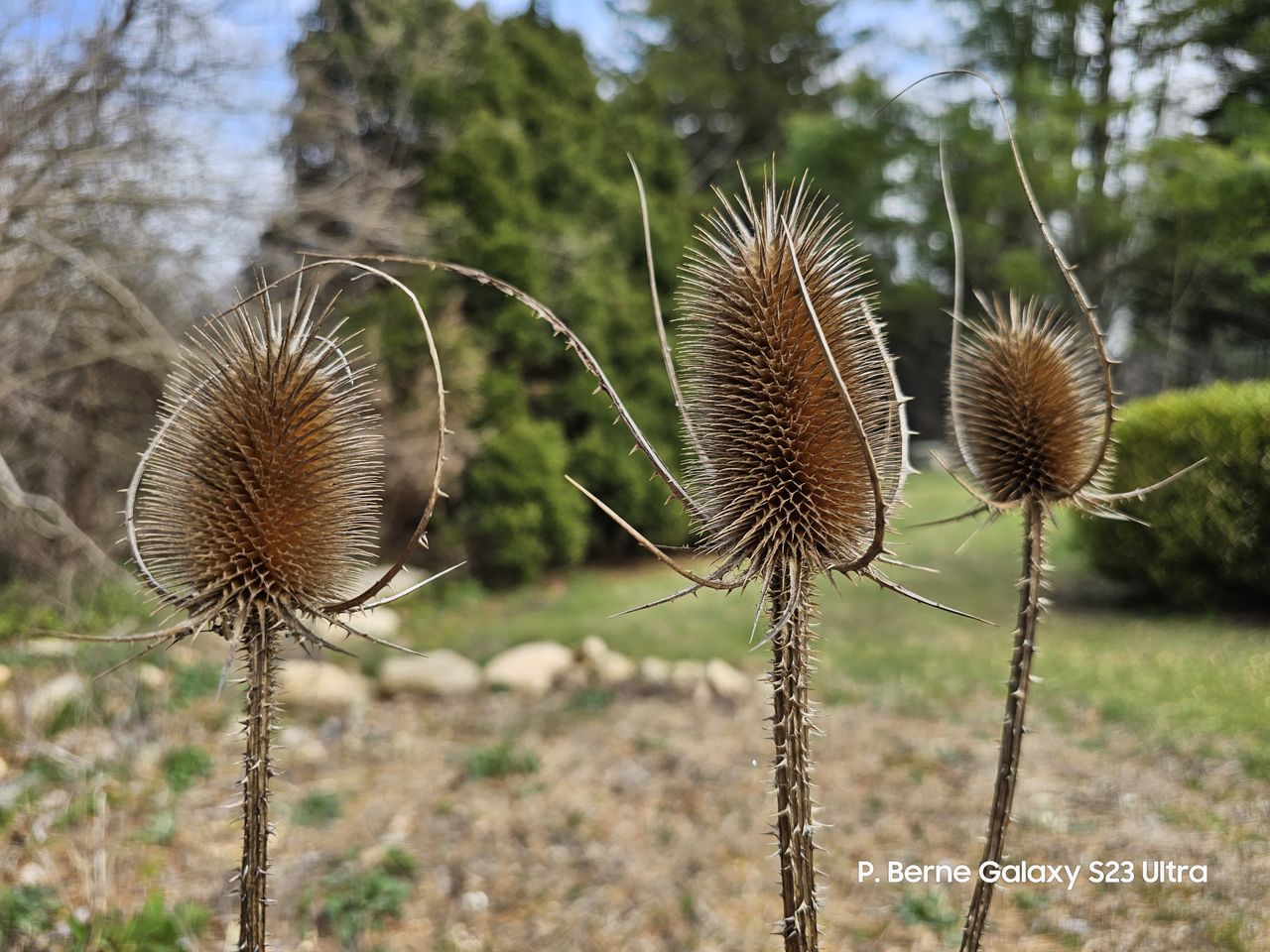 Flowers photographed with our four best camera phones