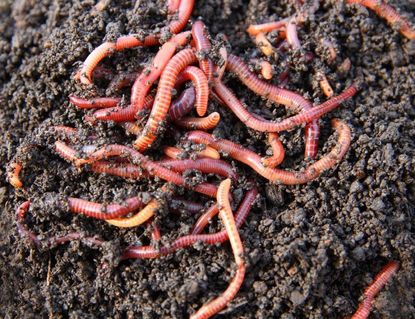 Earthworms On Gardening Soil