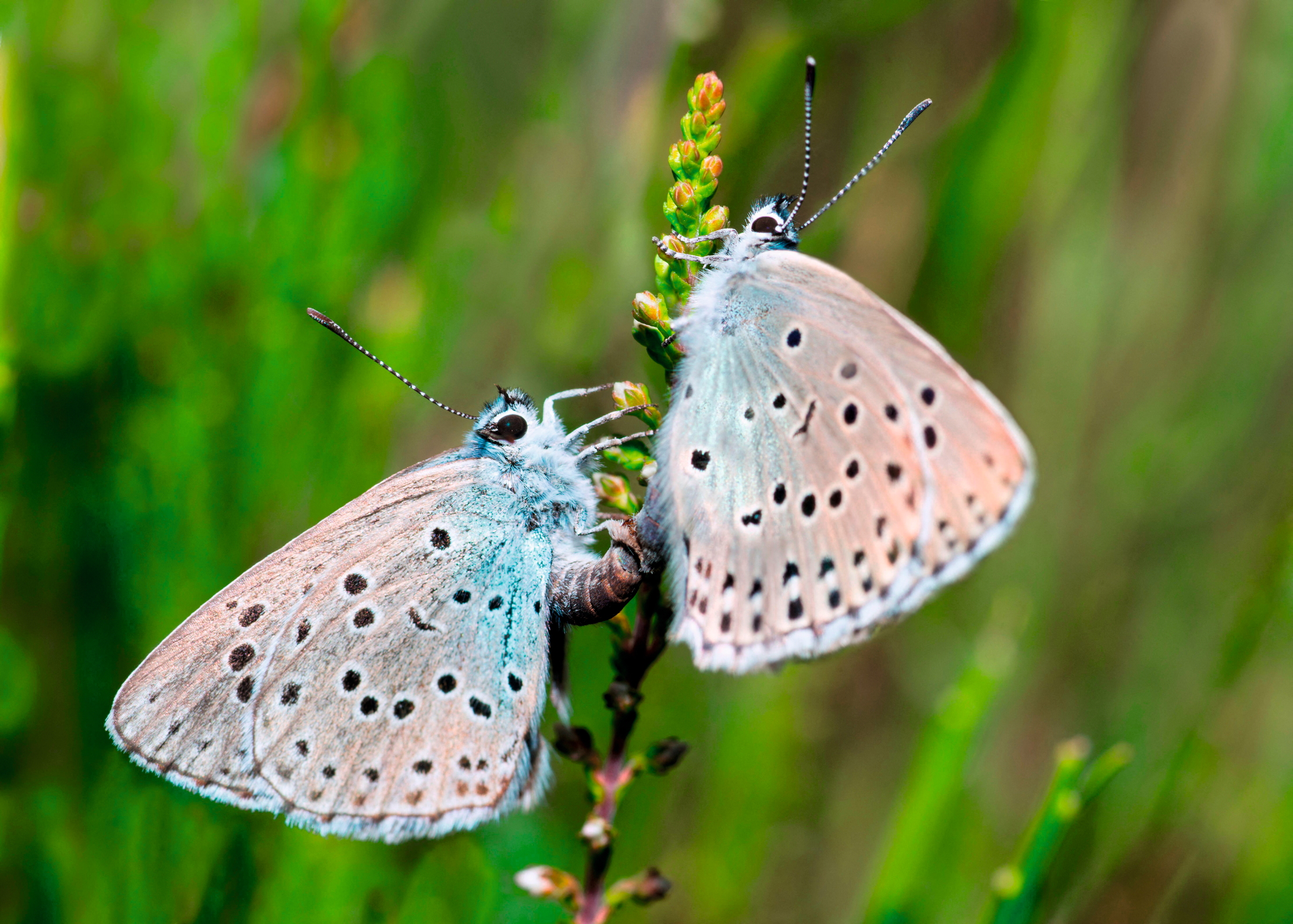 Two Large Blue butterflies (Phengaris arion).