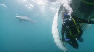 Ellie Harrison diving with sharks